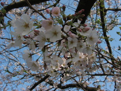 長津川親水公園(長津川緑地)