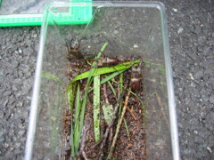 クワガタ採集、北茨城、福島県