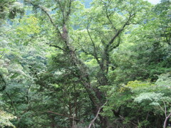 2004年クワガタ採集、北茨城、福島県