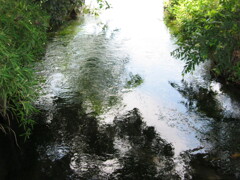 船橋市海老川にて