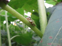 子供の頃に遊んだ場所 夏