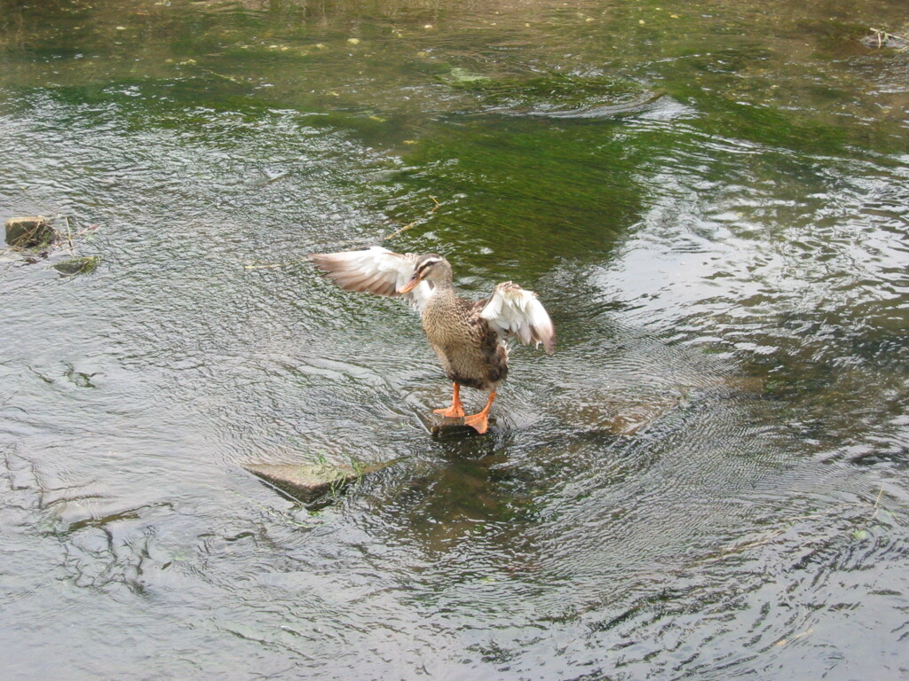 船橋市海老川にて