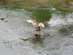 船橋市海老川にて