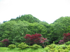 2004年クワガタ採集、北茨城、福島県