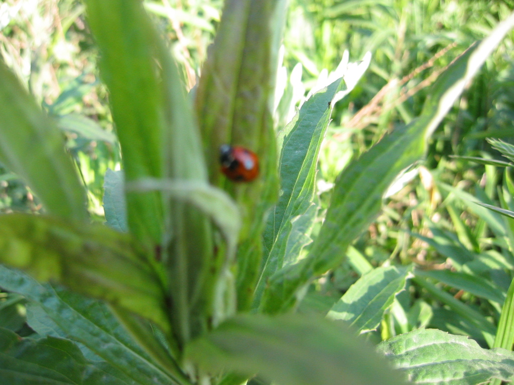 可愛いですね、テントウ虫