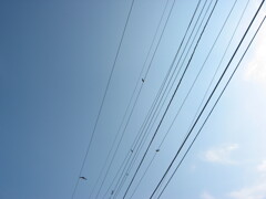 市内、どこかの電線