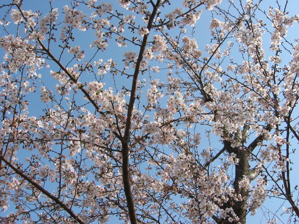 長津川親水公園（長津川緑地）