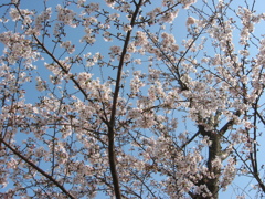 長津川親水公園(長津川緑地)