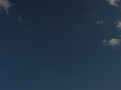 千葉市ポートタワー