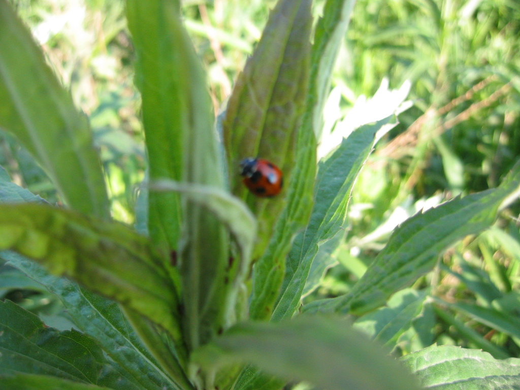 可愛いですね、テントウ虫