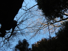 千葉県内の県民の森。冬