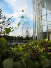 震災前、自転車で行った葛西臨海公園