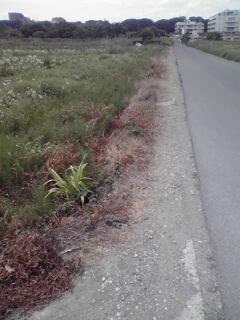 あ、撒いたかな~~。