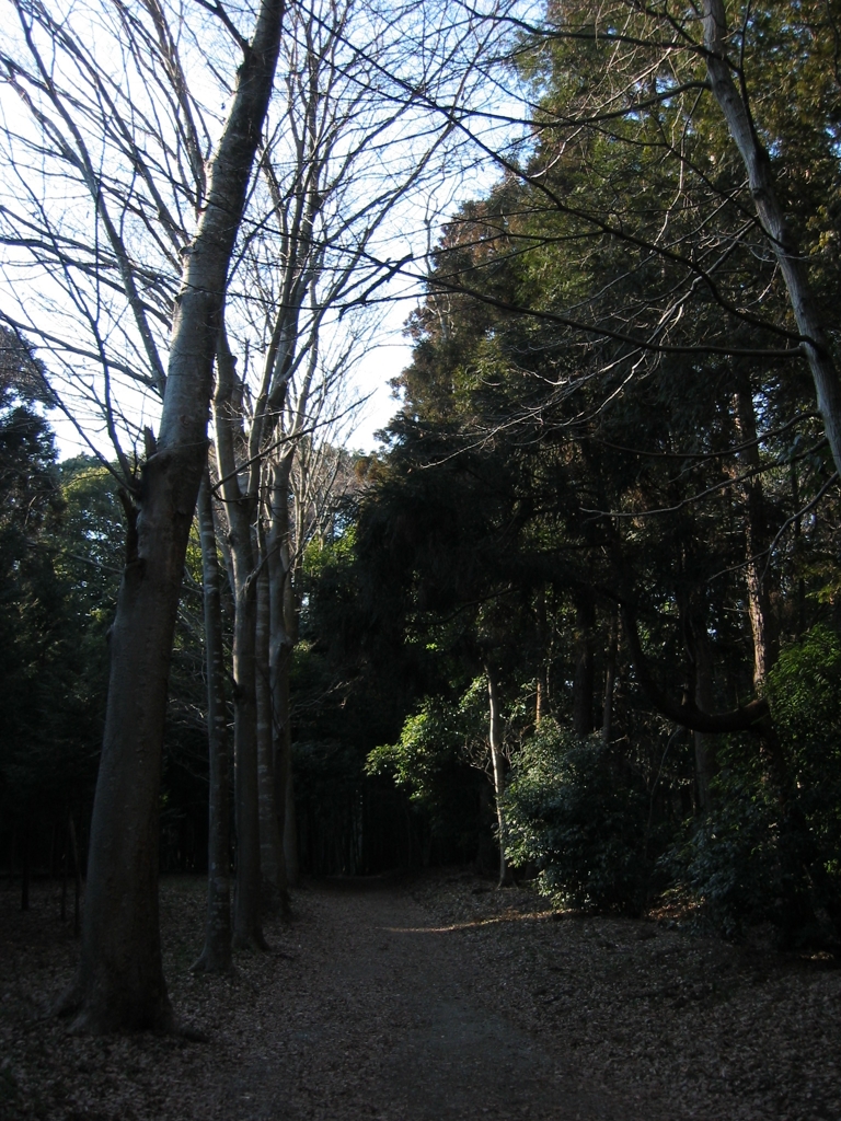 千葉県内の県民の森。冬