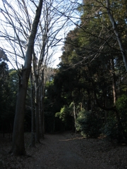 千葉県内の県民の森。冬