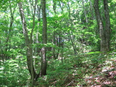 2004年クワガタ採集、北茨城、福島県