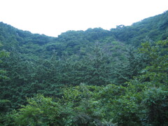 2004年クワガタ採集、北茨城、福島県
