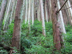 2004年クワガタ採集、北茨城、福島県