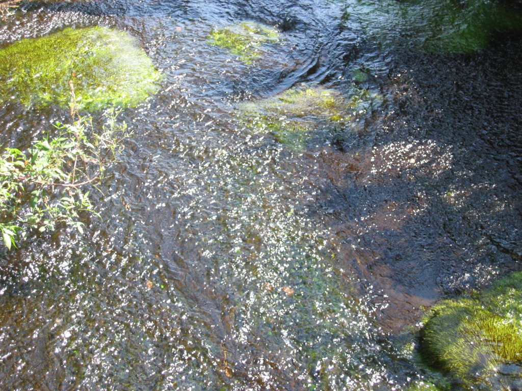 海老川付近の川の綺麗な苔