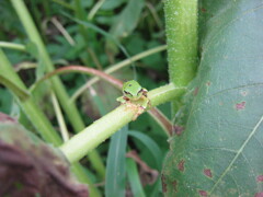 子供の頃に遊んだ場所 夏