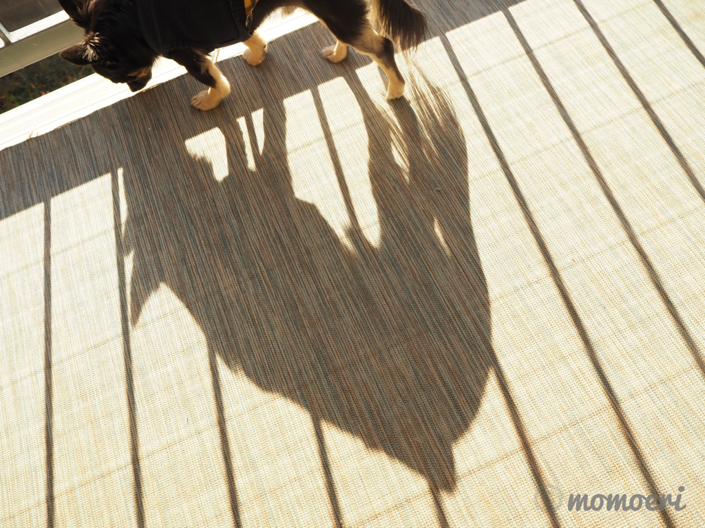 猟犬かな