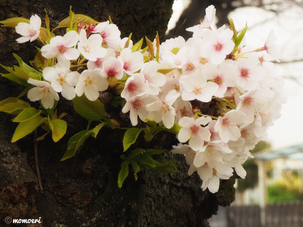 桜