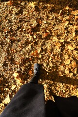 どこへ行こうか