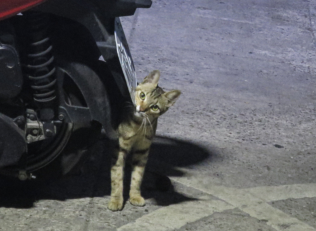 見つめてる