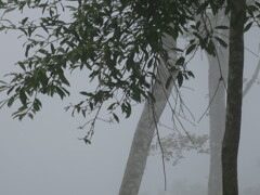 霧の中3