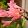 軒先の花