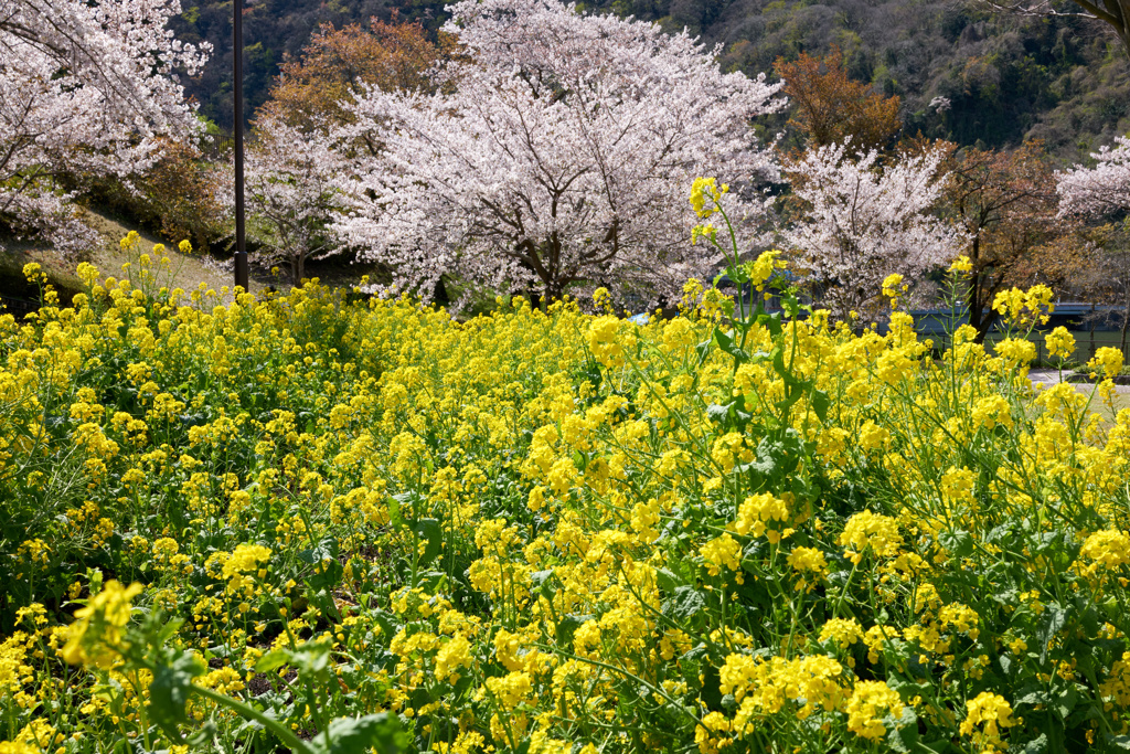 桜
