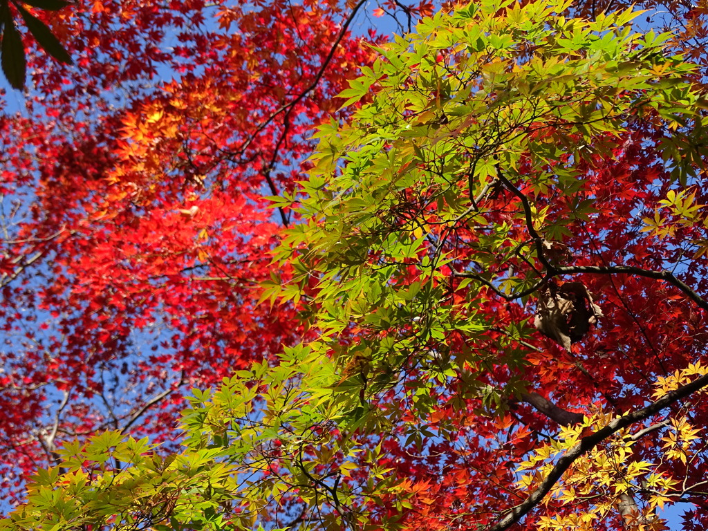 多摩丘陵自然公園