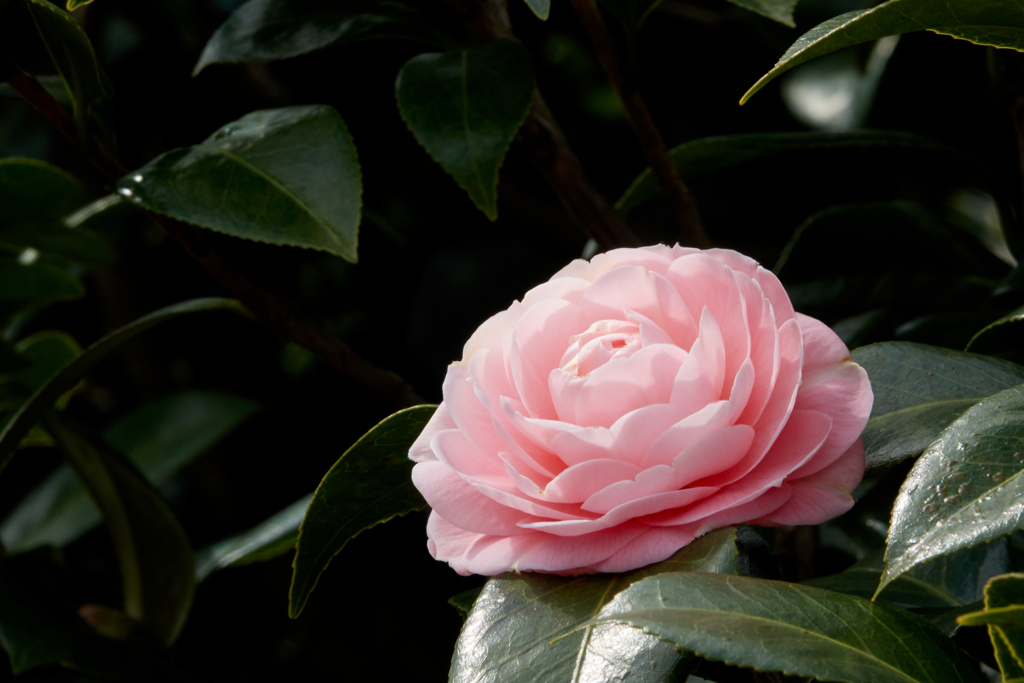 花6