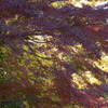 高幡不動〜紅葉狩り