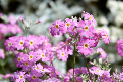 花2