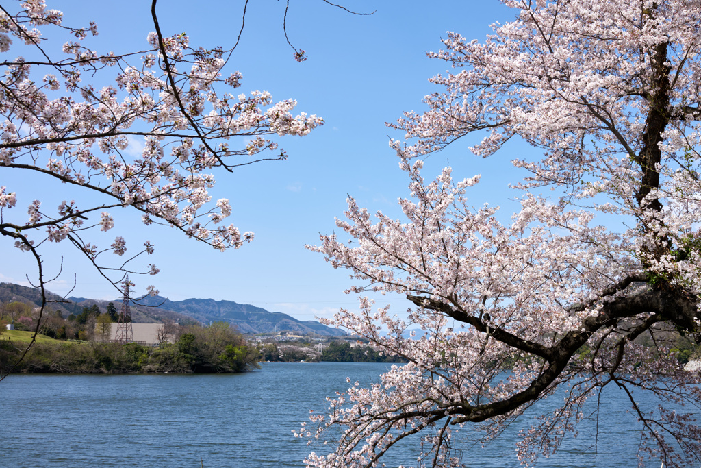 桜