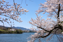 桜