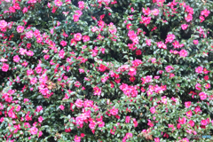 津久井湖城山公園3
