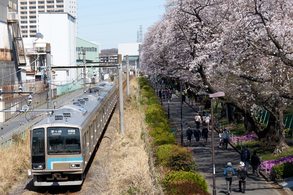 桜並木