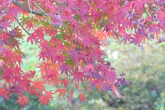 津久井湖城山公園2