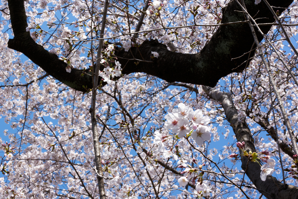 桜