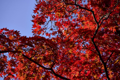 高幡不動〜紅葉狩り