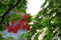 高幡不動尊金剛寺6