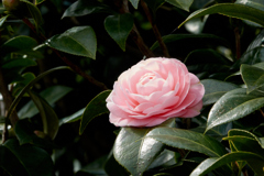 花5