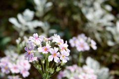 花3