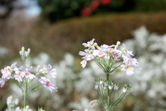 花1
