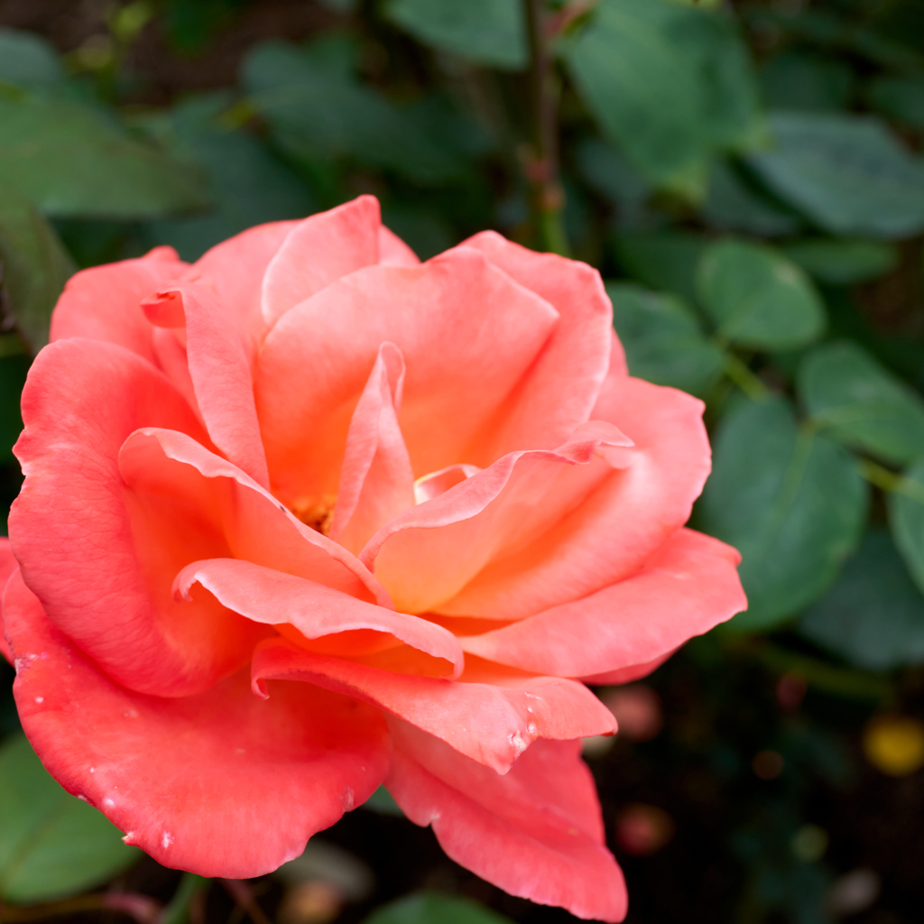 薔薇