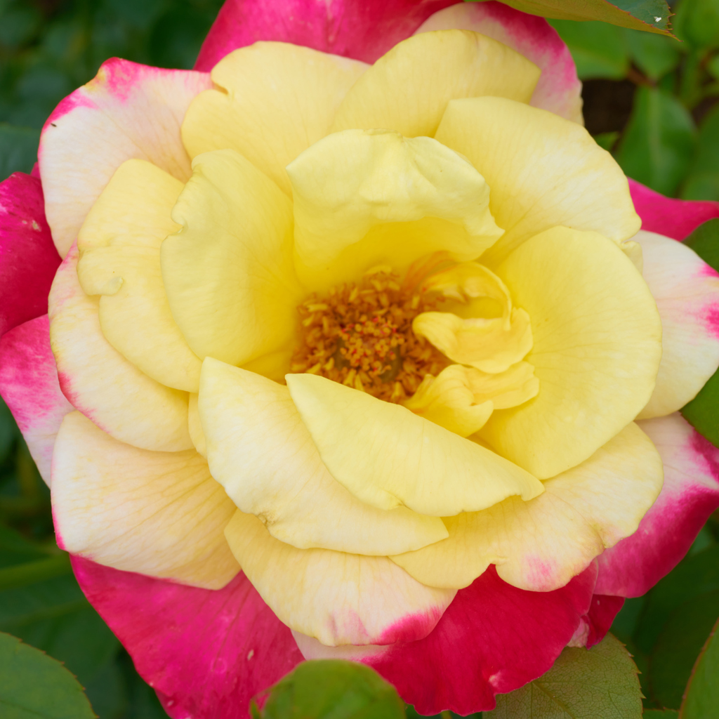 薔薇