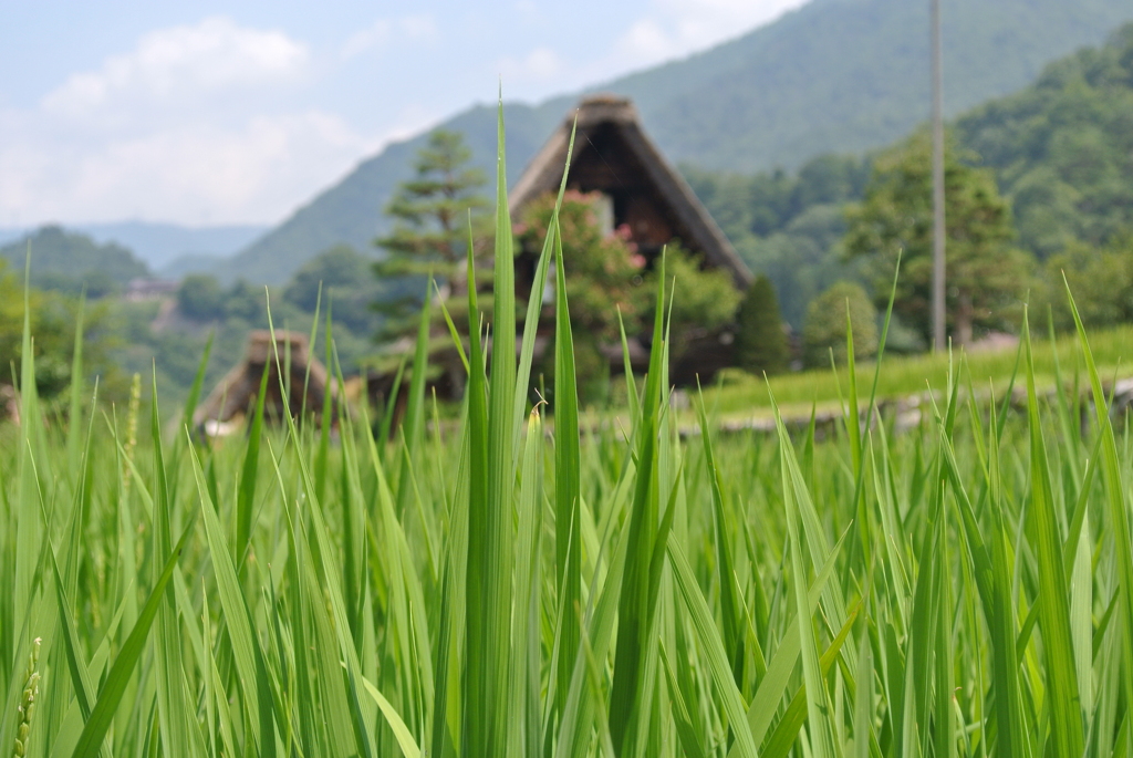 白川郷３