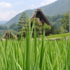白川郷３
